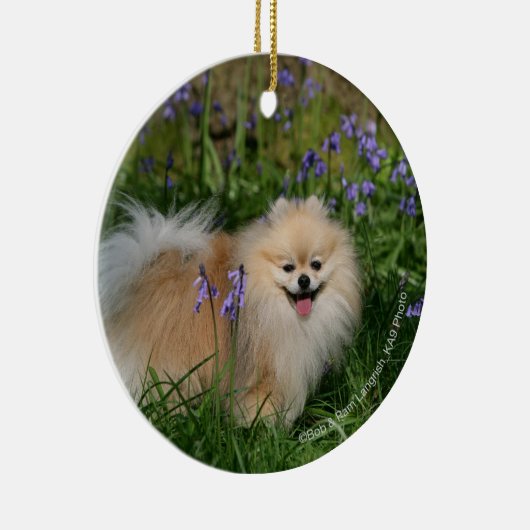 Pommeren kijken naar camera keramisch ornament (Rechts)