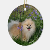 Pommeren kijken naar camera keramisch ornament (Links)