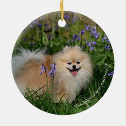 Pommeren kijken naar camera keramisch ornament (Achterkant)