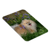 Pommeren kijken naar camera magneet (Rechterzijde)