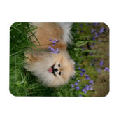 Pommeren kijken naar camera magneet (Horizontaal)