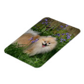 Pommeren kijken naar camera magneet (Linkerzijde)