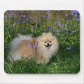 Pommeren kijken naar camera muismat (Voorkant)