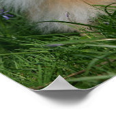 Pommeren kijken naar camera poster (Hoek)