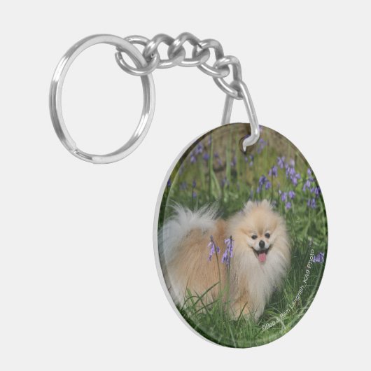 Pommeren kijken naar camera sleutelhanger (Voorkant Links)