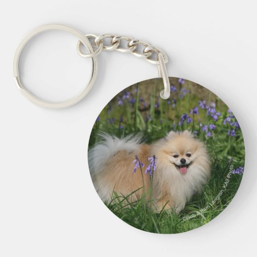 Pommeren kijken naar camera sleutelhanger (Voorkant)