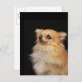 Pommeren kijken zwart op briefkaart (Voorkant / Achterkant)