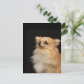 Pommeren kijken zwart op briefkaart (Staand voorkant)