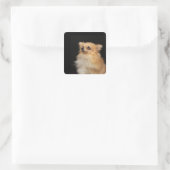 Pommeren kijken zwart op vierkante sticker (Tas)