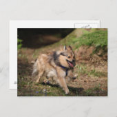 Pommeren met Harness op Briefkaart (Voorkant / Achterkant)