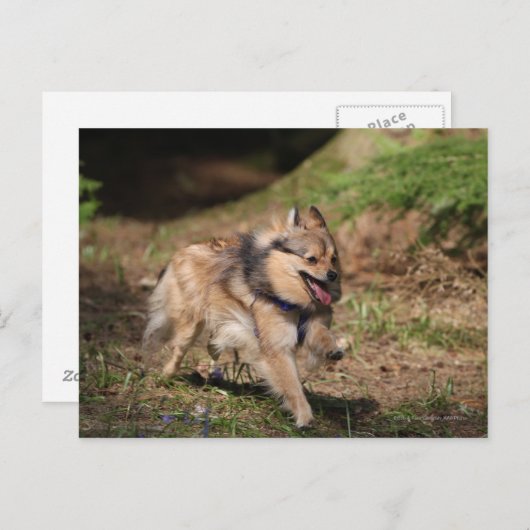 Pommeren met Harness op Briefkaart (Voorkant / Achterkant)