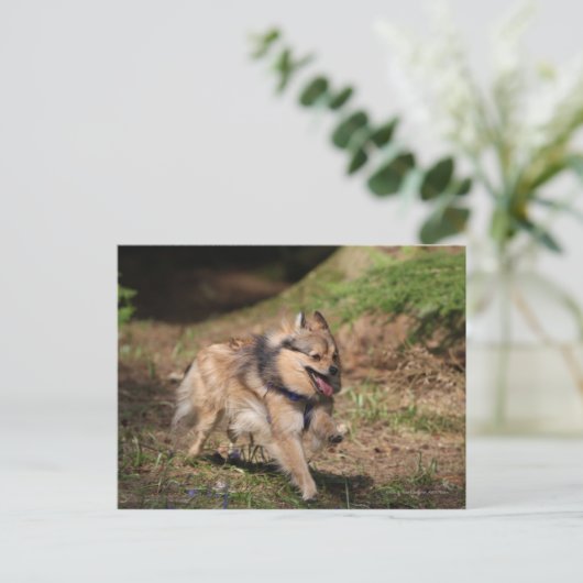 Pommeren met Harness op Briefkaart (Staand voorkant)