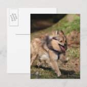 Pommeren met Harness op Briefkaart (Voorkant / Achterkant)