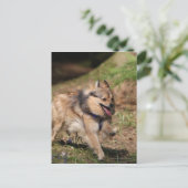 Pommeren met Harness op Briefkaart (Staand voorkant)