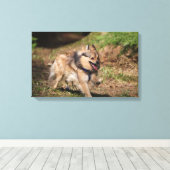 Pommeren met Harness op Canvas Afdruk (Insitu (Houten vloer))