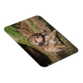 Pommeren met Harness op Magneet (Rechterzijde)