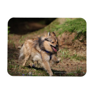 Pommeren met Harness op Magneet