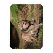 Pommeren met Harness op Magneet (Verticaal)