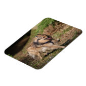 Pommeren met Harness op Magneet (Linkerzijde)