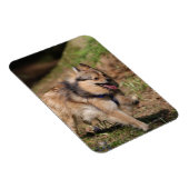 Pommeren met Harness op Magneet (Rechterzijde)