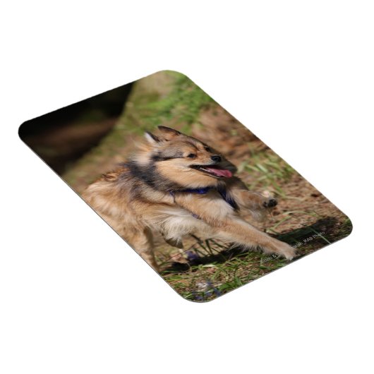 Pommeren met Harness op Magneet (Rechterzijde)