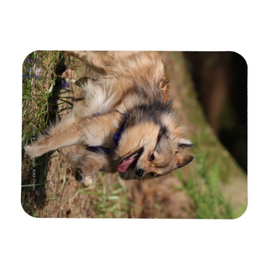 Pommeren met Harness op Magneet (Horizontaal)