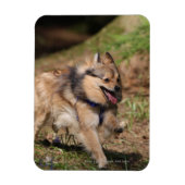 Pommeren met Harness op Magneet (Verticaal)