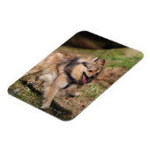 Pommeren met Harness op Magneet (Linkerzijde)