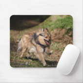 Pommeren met Harness op Muismat (Met muis)