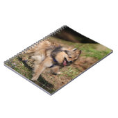 Pommeren met Harness op Notitieboek (Linkerzijde)