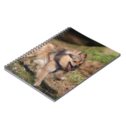 Pommeren met Harness op Notitieboek (Linkerzijde)