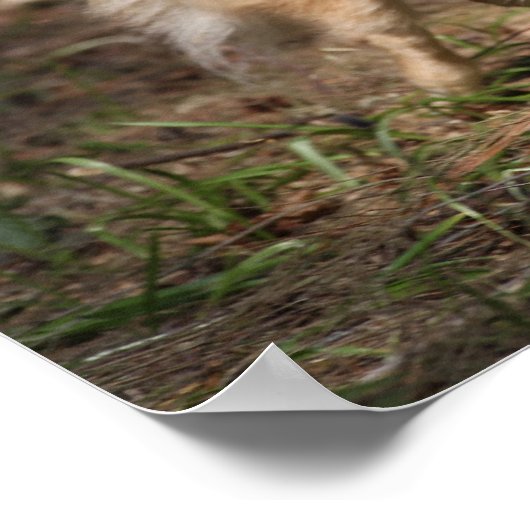 Pommeren met Harness op Poster (Hoek)