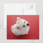 Pommeren op het Rode tapijt Briefkaart (Voorkant / Achterkant)