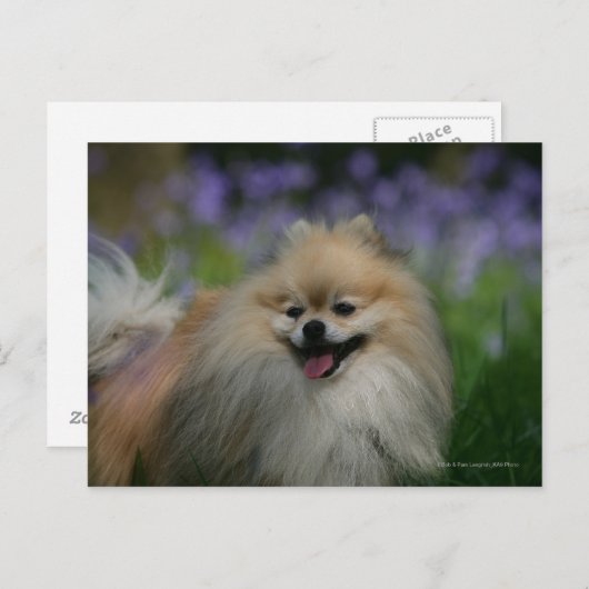 Pommeren Panting Briefkaart (Voorkant / Achterkant)