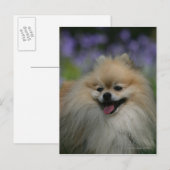 Pommeren Panting Briefkaart (Voorkant / Achterkant)