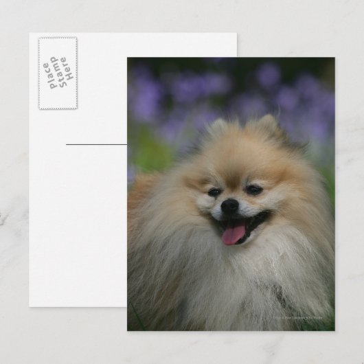 Pommeren Panting Briefkaart (Voorkant / Achterkant)