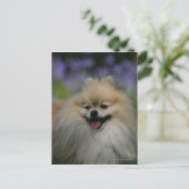 Pommeren Panting Briefkaart (Staand voorkant)