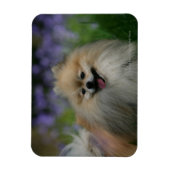 Pommeren Panting Magneet (Verticaal)