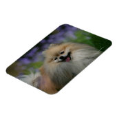 Pommeren Panting Magneet (Linkerzijde)