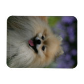 Pommeren Panting Magneet (Horizontaal)