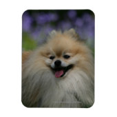 Pommeren Panting Magneet (Verticaal)