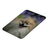 Pommeren Panting Magneet (Linkerzijde)