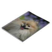 Pommeren Panting Notitieboek (Linkerzijde)