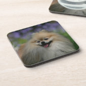 Pommeren Panting Onderzetter (Linkerzijde)