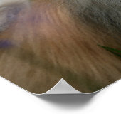 Pommeren Panting Poster (Hoek)