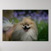 Pommeren Panting Poster (Voorkant)