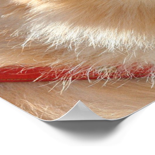 Pommeren poster (Hoek)