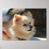 Pommeren poster (Voorkant)