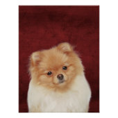 Pommeren Poster (Voorkant)