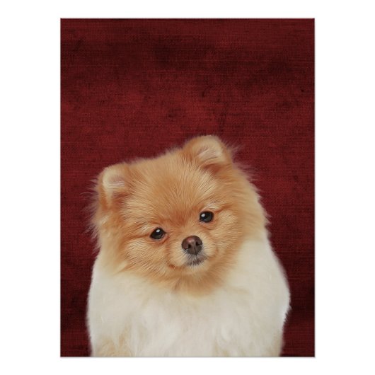 Pommeren Poster (Voorkant)